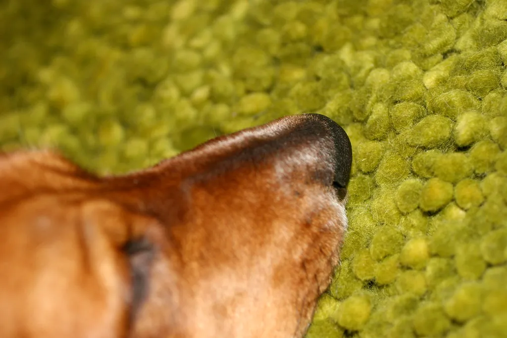 Basset Nose