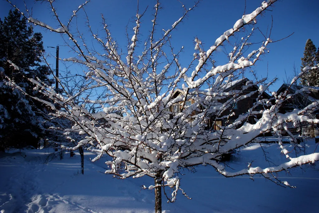 Frosty Tree