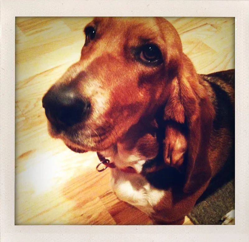 Le French Basset