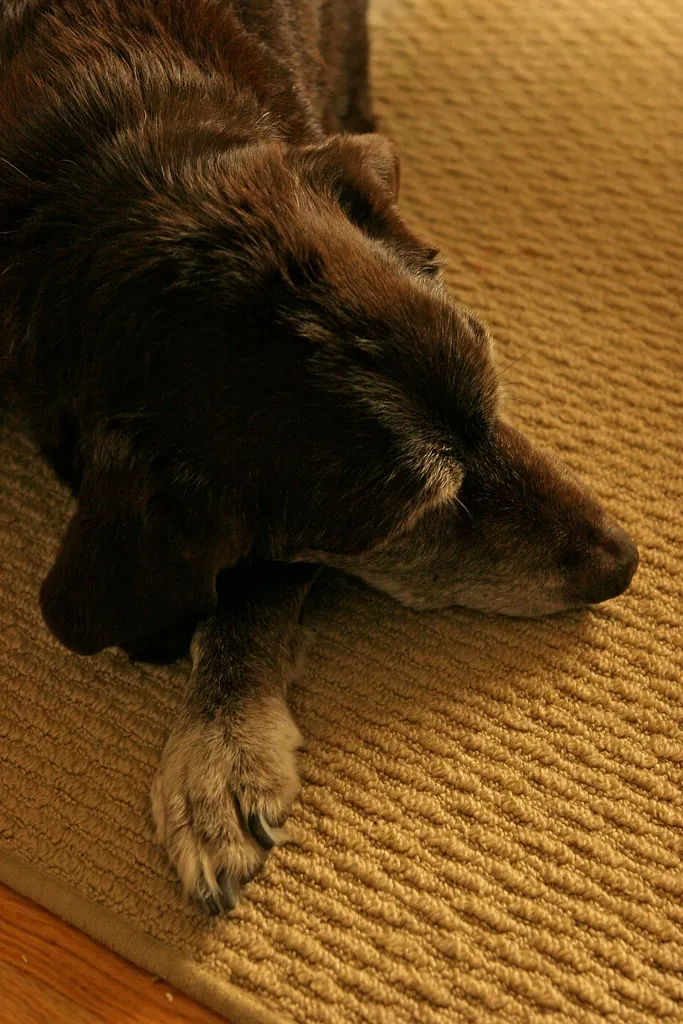 Coco