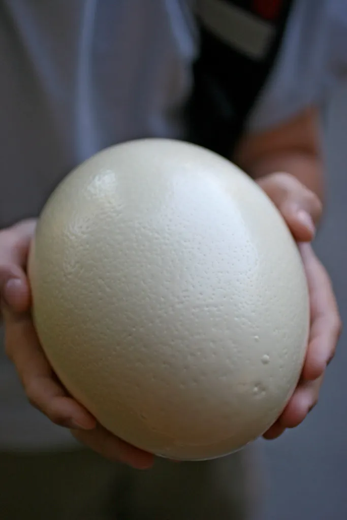 Massive Egg