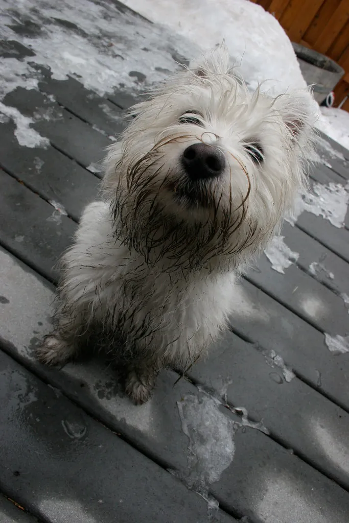 Naughty dogger