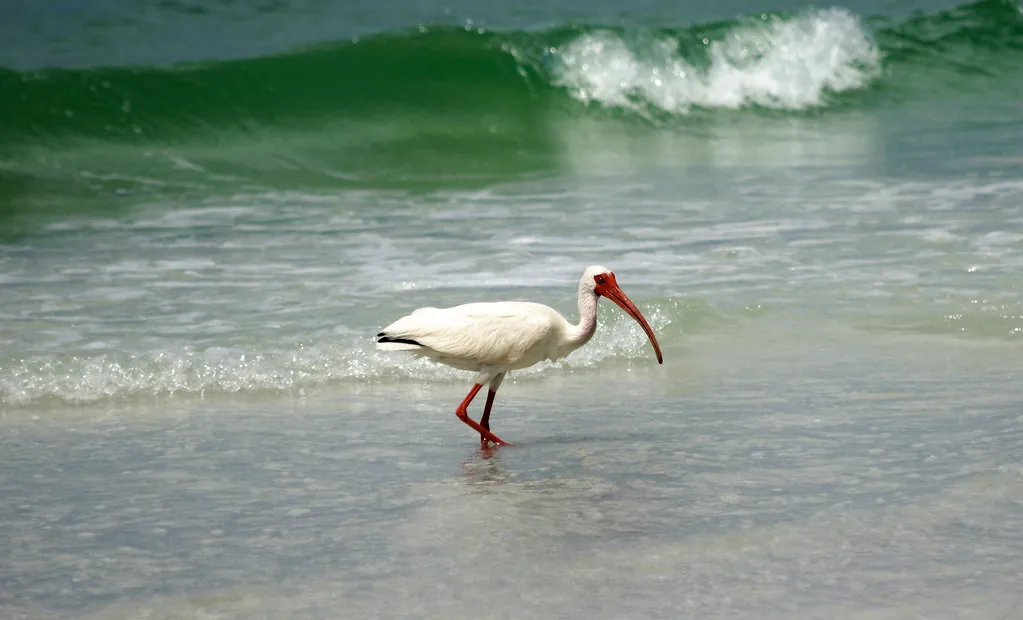 On Florida’s Gulf Coast