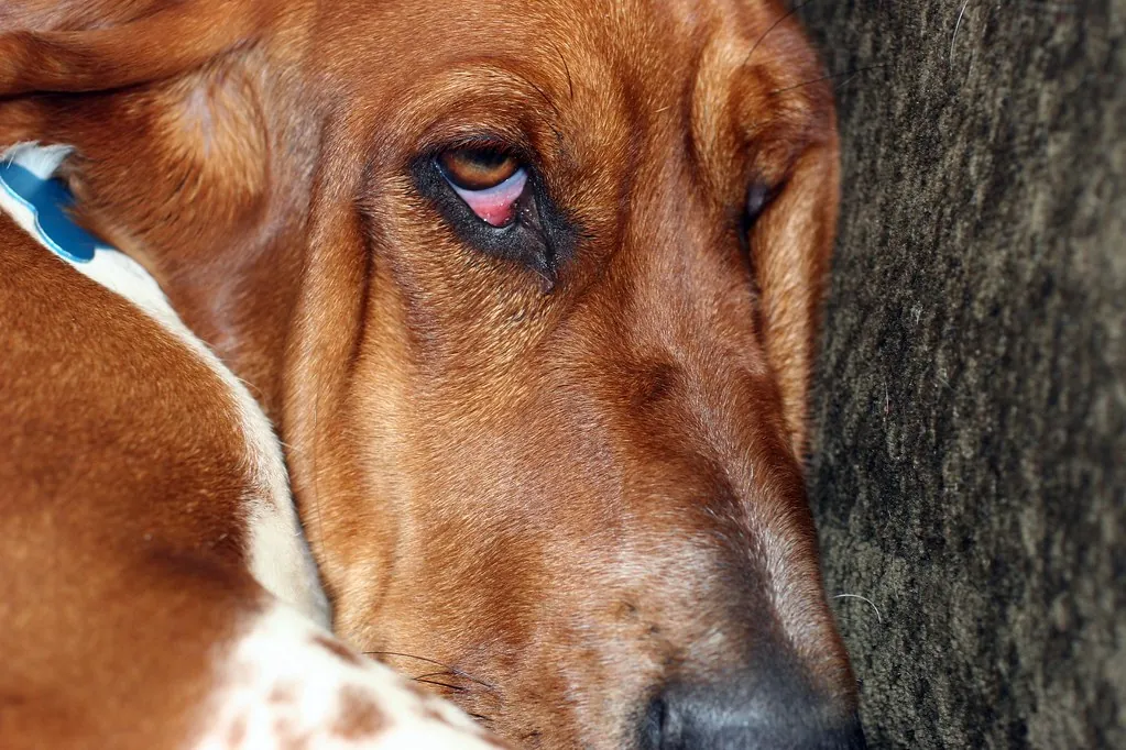 Our Basset Hound
