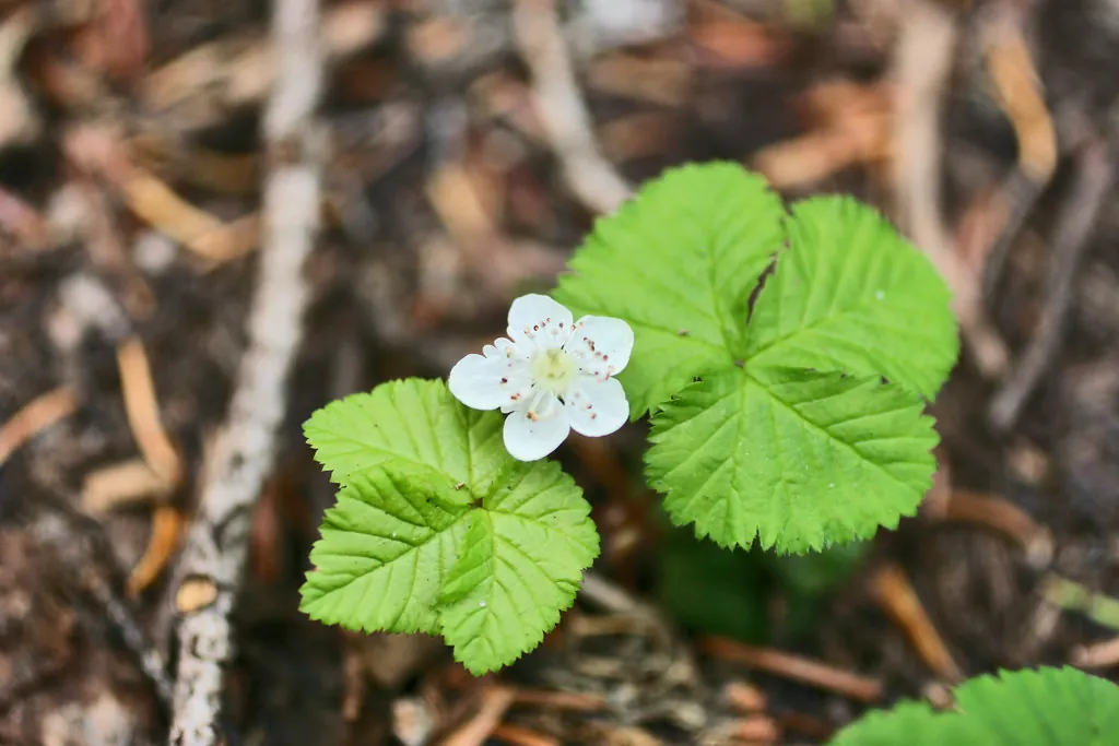 Flower with Green