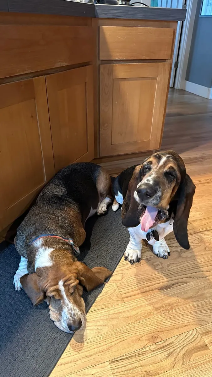 Two basset hounds on the kitchen floor, one asleep on the mat and one sitting up panting